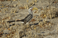 Tockus leucomelas
